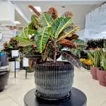 Kroton pstry trójskrzyn (Codiaeum 'Petra') 65cm