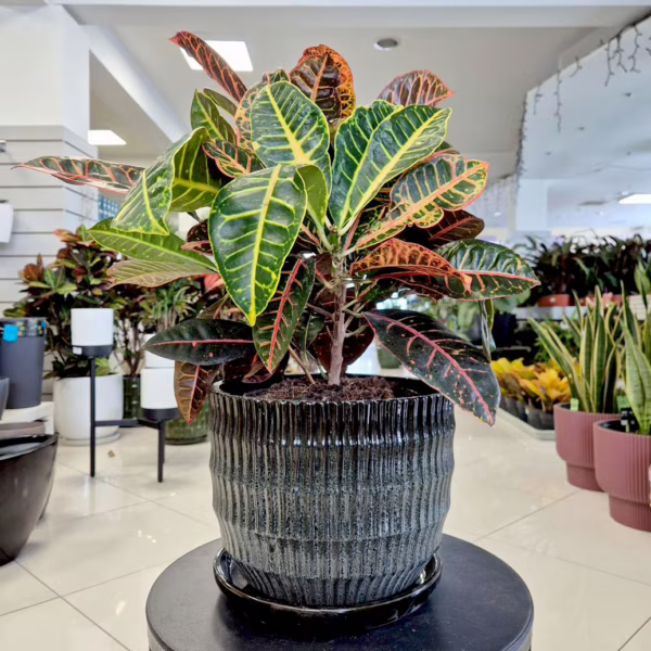 Kroton pstry trójskrzyn (Codiaeum 'Petra') 65-70cm