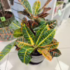 Kroton pstry trójskrzyn (Codiaeum 'Petra’)