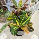 Kroton pstry trójskrzyn (Codiaeum 'Petra') 65cm