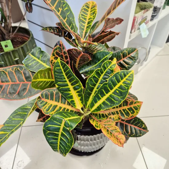 Kroton pstry trójskrzyn (Codiaeum 'Petra’)