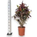 Kroton pstry trójskrzyn (Codiaeum variegatum 'Mammi') 110cm
