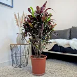 Kroton pstry trójskrzyn (Codiaeum variegatum 'Mammi') 110cm