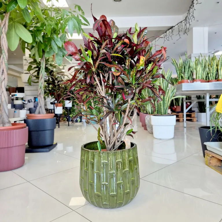 Kroton pstry trójskrzyn (Codiaeum variegatum 'Mammi') 110cm