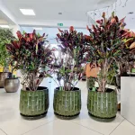 Kroton pstry trójskrzyn (Codiaeum variegatum 'Mammi') 110cm