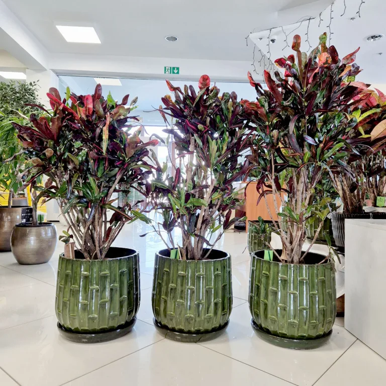 Kroton pstry trójskrzyn (Codiaeum variegatum 'Mammi') 110cm