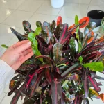 Kroton pstry trójskrzyn (Codiaeum variegatum 'Mammi') 110cm