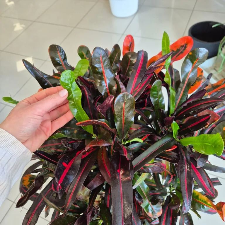 Kroton pstry trójskrzyn (Codiaeum variegatum 'Mammi') 110cm