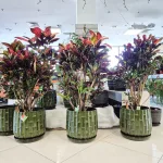 Kroton pstry trójskrzyn (Codiaeum variegatum 'Mammi') 110cm