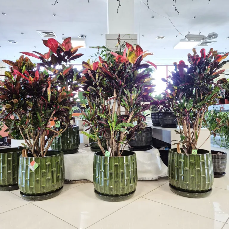 Kroton pstry trójskrzyn (Codiaeum variegatum 'Mammi') 110cm