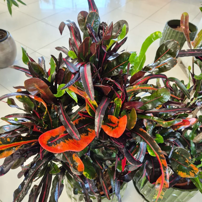 Kroton pstry trójskrzyn (Codiaeum variegatum 'Mammi') 110cm