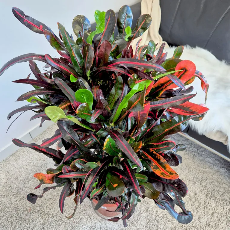 Kroton pstry trójskrzyn (Codiaeum variegatum 'Mammi') 110cm