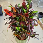 Kroton pstry trójskrzyn (Codiaeum variegatum 'Mammi') 110cm