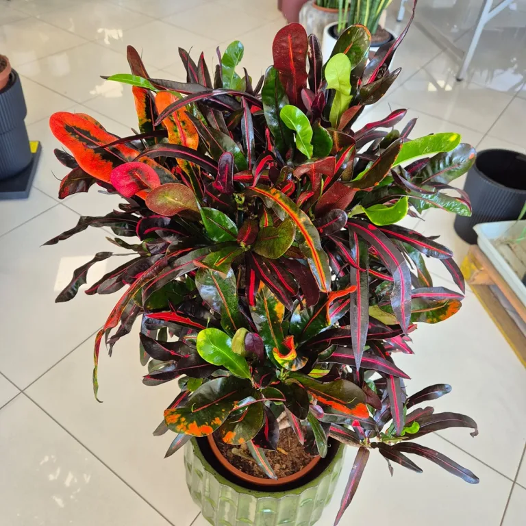 Kroton pstry trójskrzyn (Codiaeum variegatum 'Mammi') 110cm