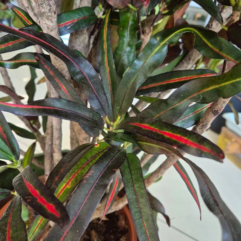 Kroton pstry trójskrzyn (Codiaeum variegatum 'Mammi') 110cm