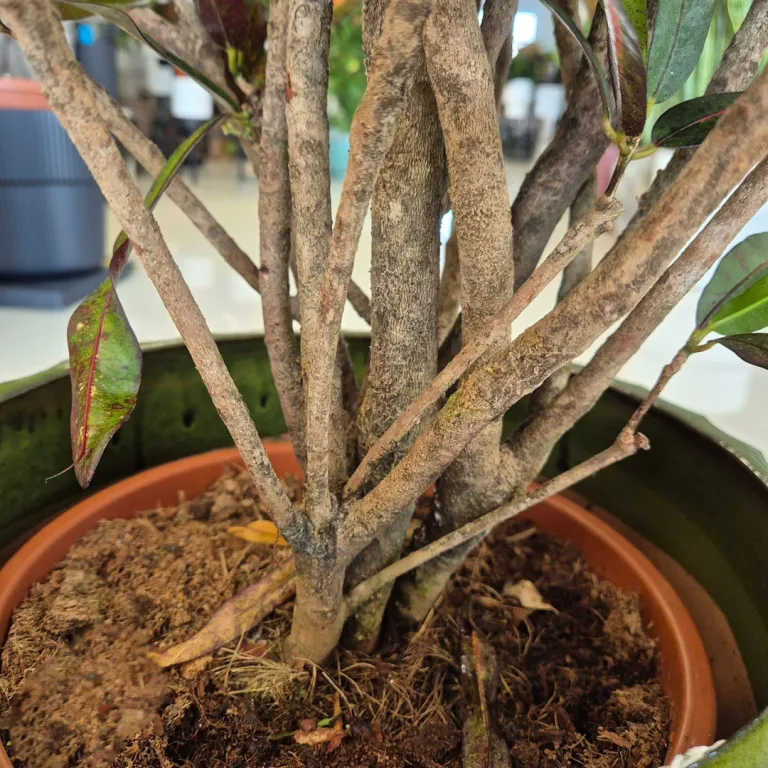 Kroton pstry trójskrzyn (Codiaeum variegatum 'Mammi') 110cm