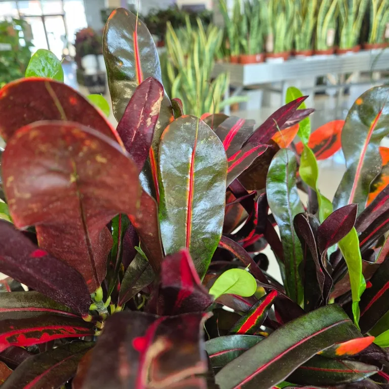 Kroton pstry trójskrzyn (Codiaeum variegatum 'Mammi') 110cm