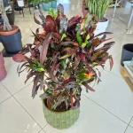 Kroton pstry trójskrzyn (Codiaeum variegatum 'Mammi') 110cm