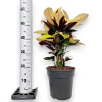 Kroton pstry trójskrzyn (Codiaeum variegatum 'Mrs. Iceton') 60cm