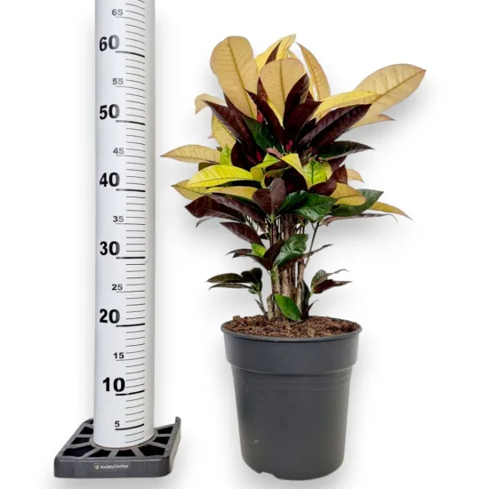 Kroton pstry trójskrzyn (Codiaeum variegatum 'Wilma’)