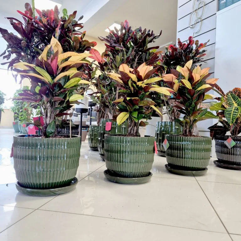 Kroton pstry trójskrzyn (Codiaeum variegatum 'Mrs. Iceton') 60cm