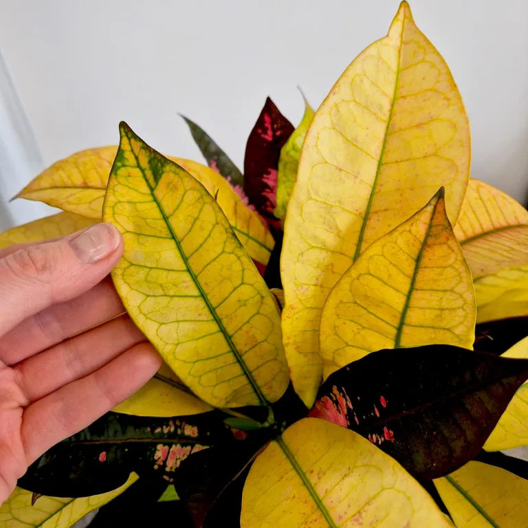 Kroton pstry trójskrzyn (Codiaeum variegatum 'Mrs. Iceton') 60cm