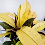 Kroton pstry trójskrzyn (Codiaeum variegatum 'Mrs. Iceton') 60cm