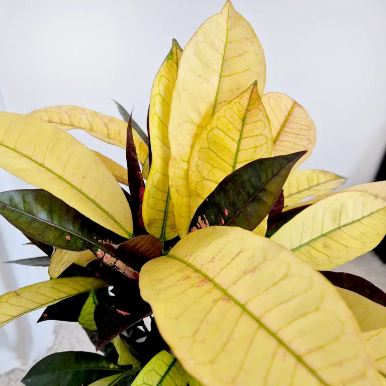 Kroton pstry trójskrzyn (Codiaeum variegatum 'Mrs. Iceton') 60cm