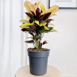 Kroton pstry trójskrzyn (Codiaeum variegatum 'Mrs. Iceton') 60cm