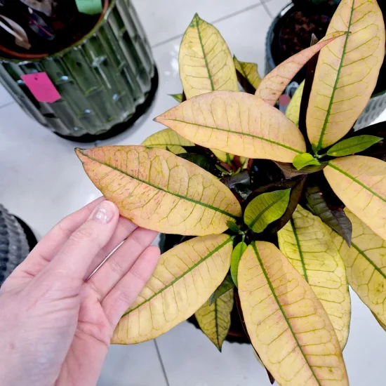 Kroton pstry trójskrzyn (Codiaeum variegatum 'Wilma’)