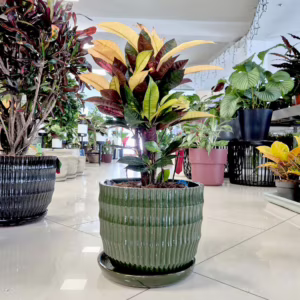 Kroton pstry trójskrzyn (Codiaeum variegatum 'Mrs. Iceton') 60-65cm