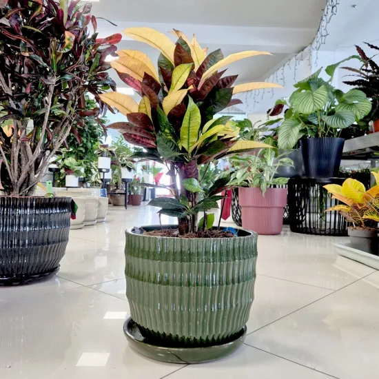 Kroton pstry trójskrzyn (Codiaeum variegatum 'Wilma’)