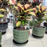 Kroton pstry trójskrzyn (Codiaeum variegatum 'Mrs. Iceton') 60cm