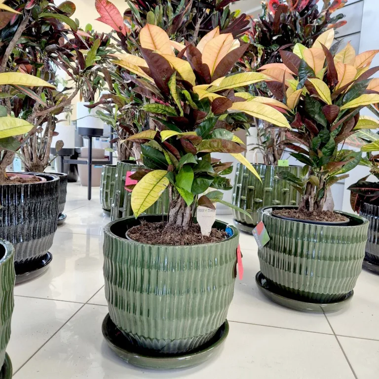 Kroton pstry trójskrzyn (Codiaeum variegatum 'Mrs. Iceton') 60cm