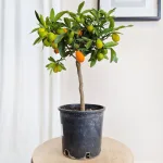 Kumkwat - drzewko cytrusowe (Citrus japonica) 55cm
