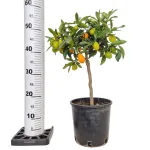 Kumkwat - drzewko cytrusowe (Citrus japonica) 55cm
