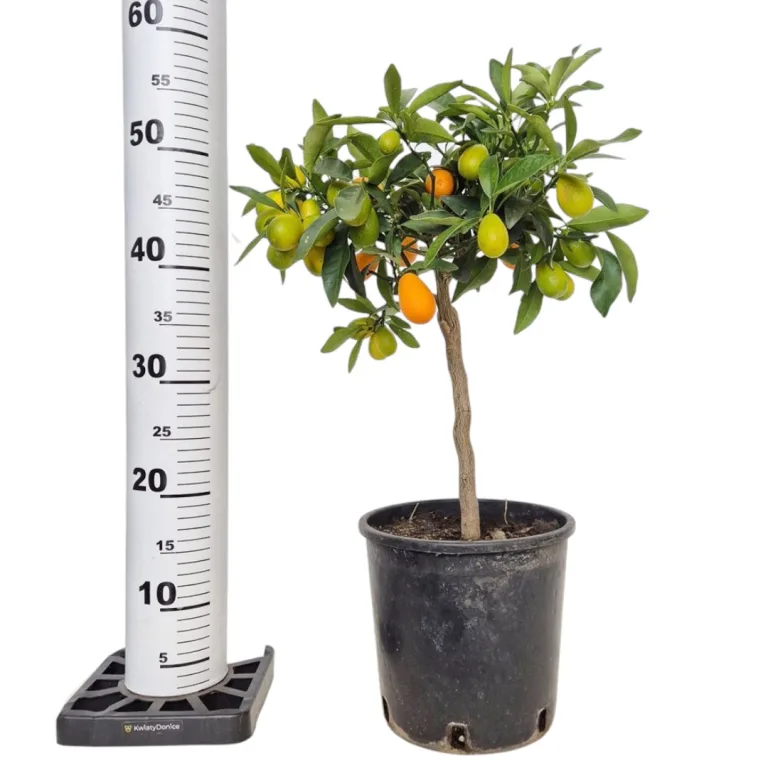 Kumkwat - drzewko cytrusowe (Citrus japonica) 55cm