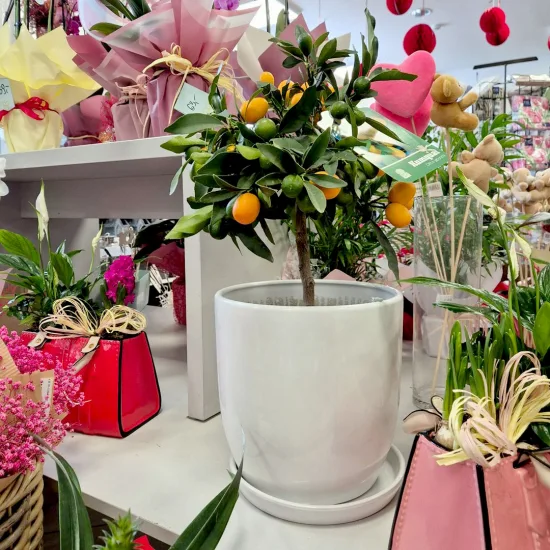 Kumkwat - drzewko cytrusowe (Citrus japonica)