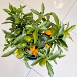 Kumkwat - drzewko cytrusowe (Citrus japonica) 55cm