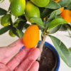 Kumkwat - drzewko cytrusowe (Citrus japonica)