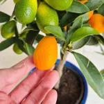 Kumkwat - drzewko cytrusowe (Citrus japonica) 55cm