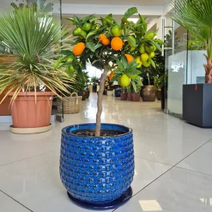 Kumkwat - drzewko cytrusowe (Citrus japonica) 55cm