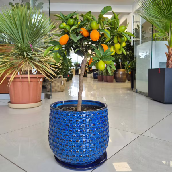 Kumkwat - drzewko cytrusowe (Citrus japonica) 55cm