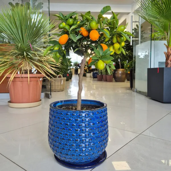 Kumkwat - drzewko cytrusowe (Citrus japonica) 55cm