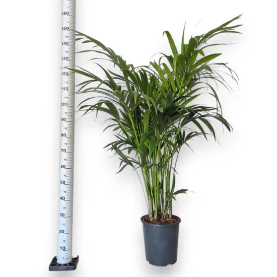 Palma Kentia (Kencja, Howea)
