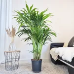 Palma Kentia (Kencja, Howea) 150cm