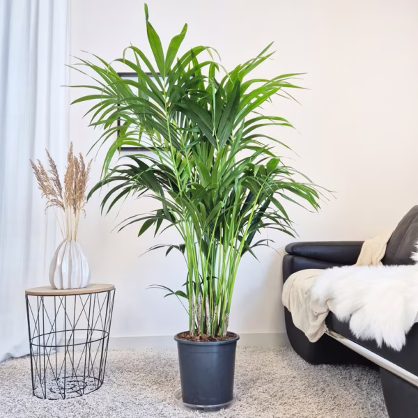 Palma Kentia (Kencja, Howea) 150cm