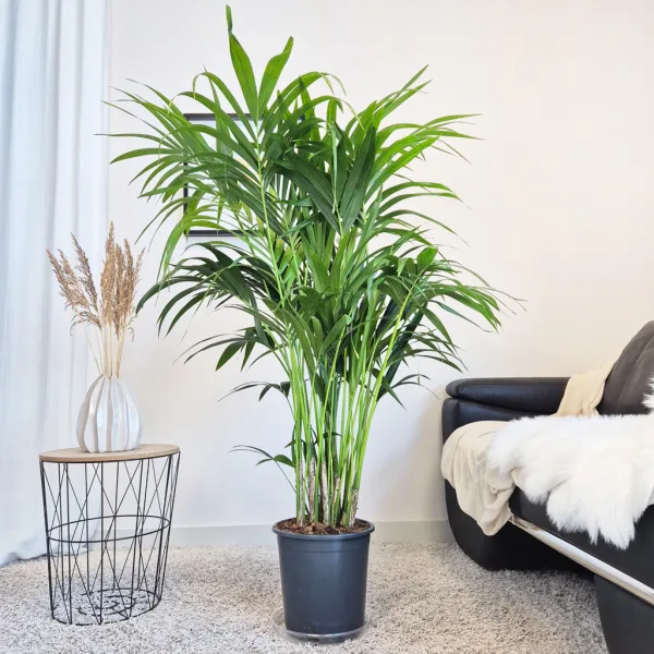 Palma Kentia (Kencja, Howea) 150cm