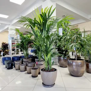 Palma Kentia (Kencja, Howea) 150cm