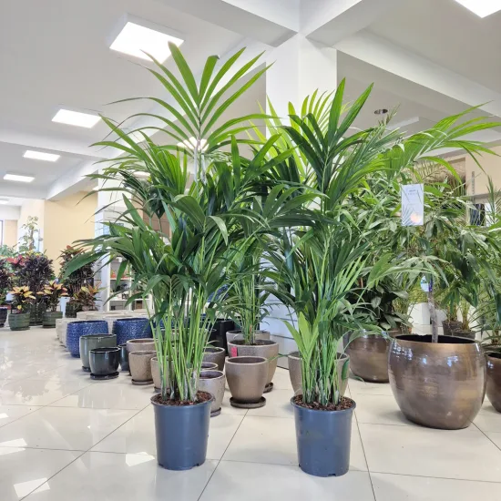 Palma Kentia (Kencja, Howea)